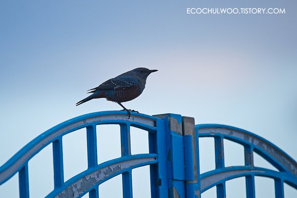 바다직박구리